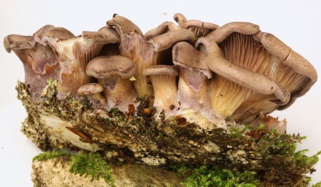 Panus conchatus, Laubholzknäueling